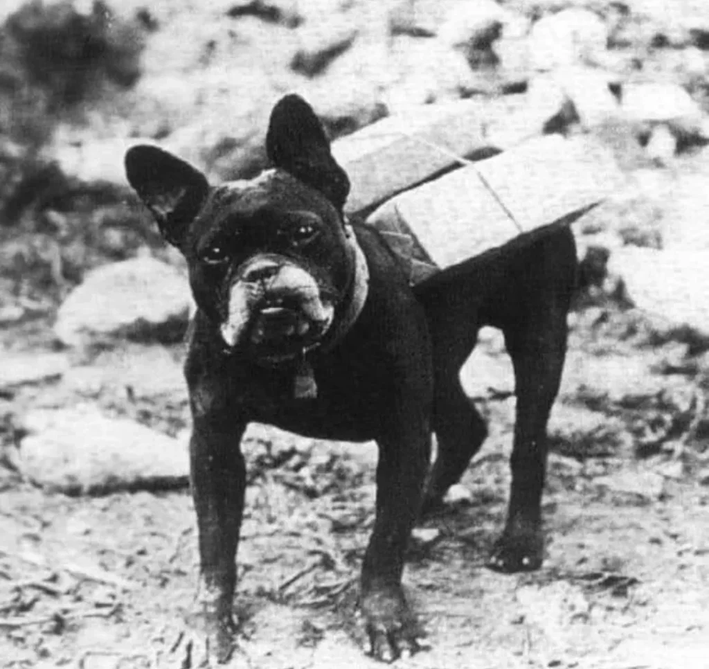 French Bulldog Carrying cigarettes