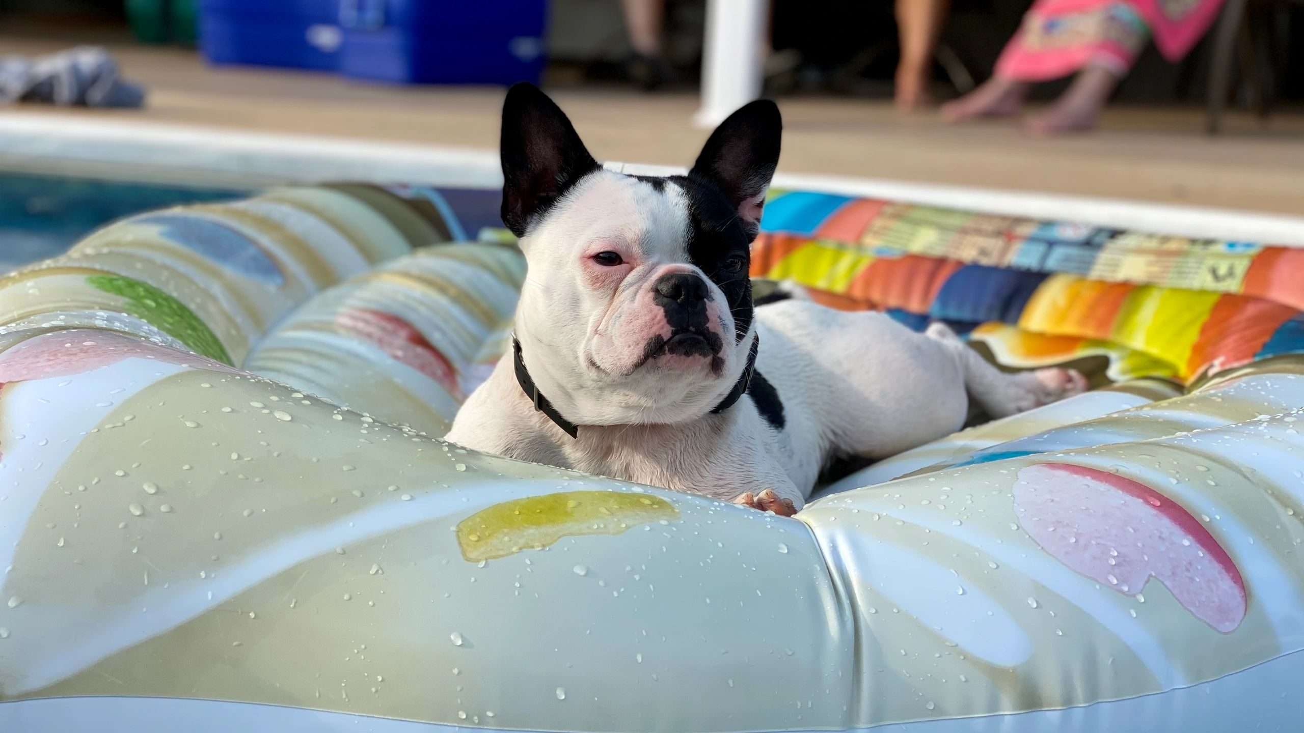 Pied french bulldog on pool float 
French Bulldog Blog