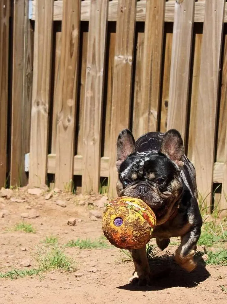 Giggle Ball Dog toy