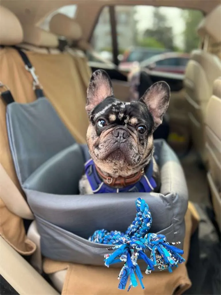 French bulldog car seat 