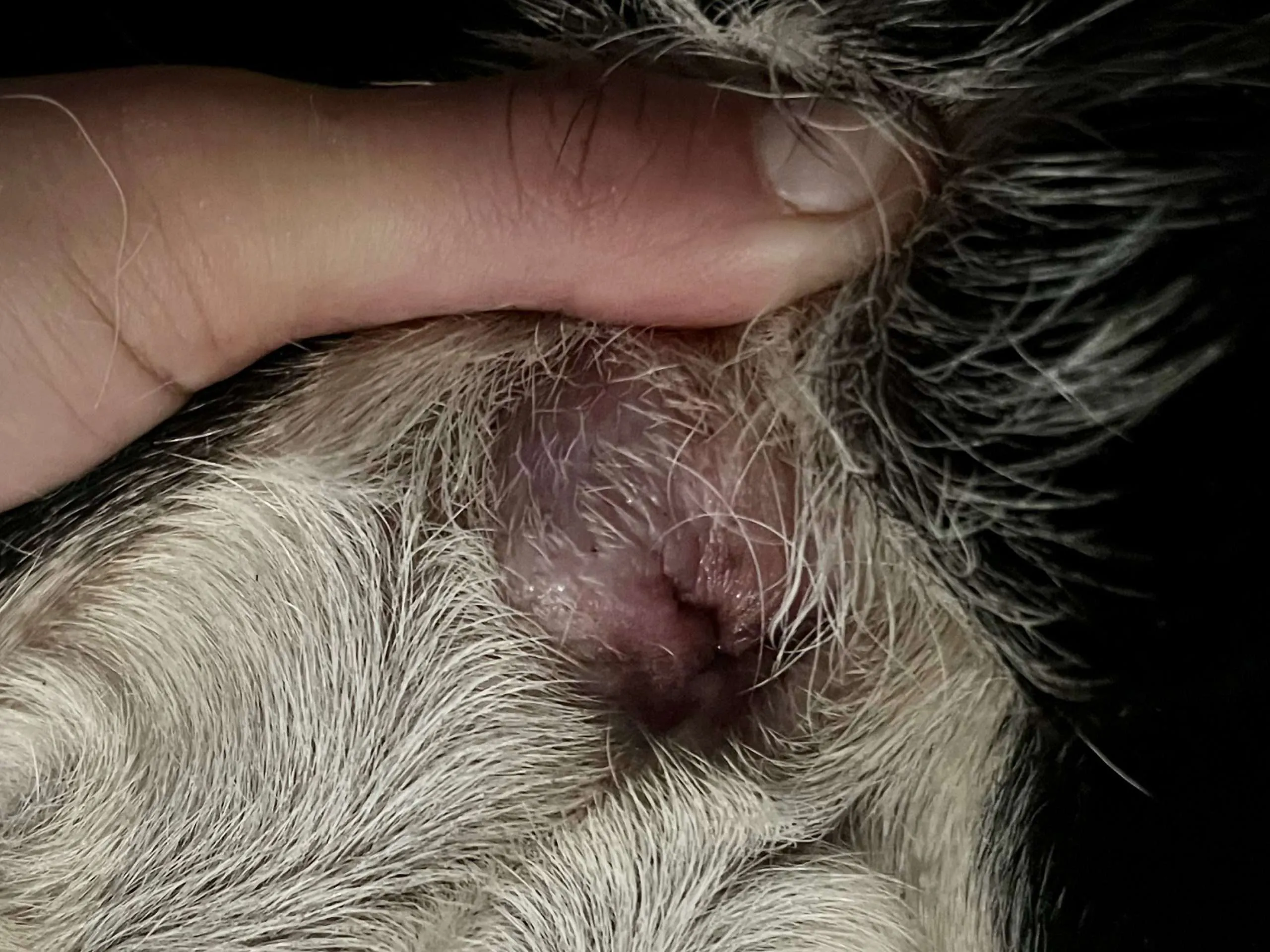 infected anal gland