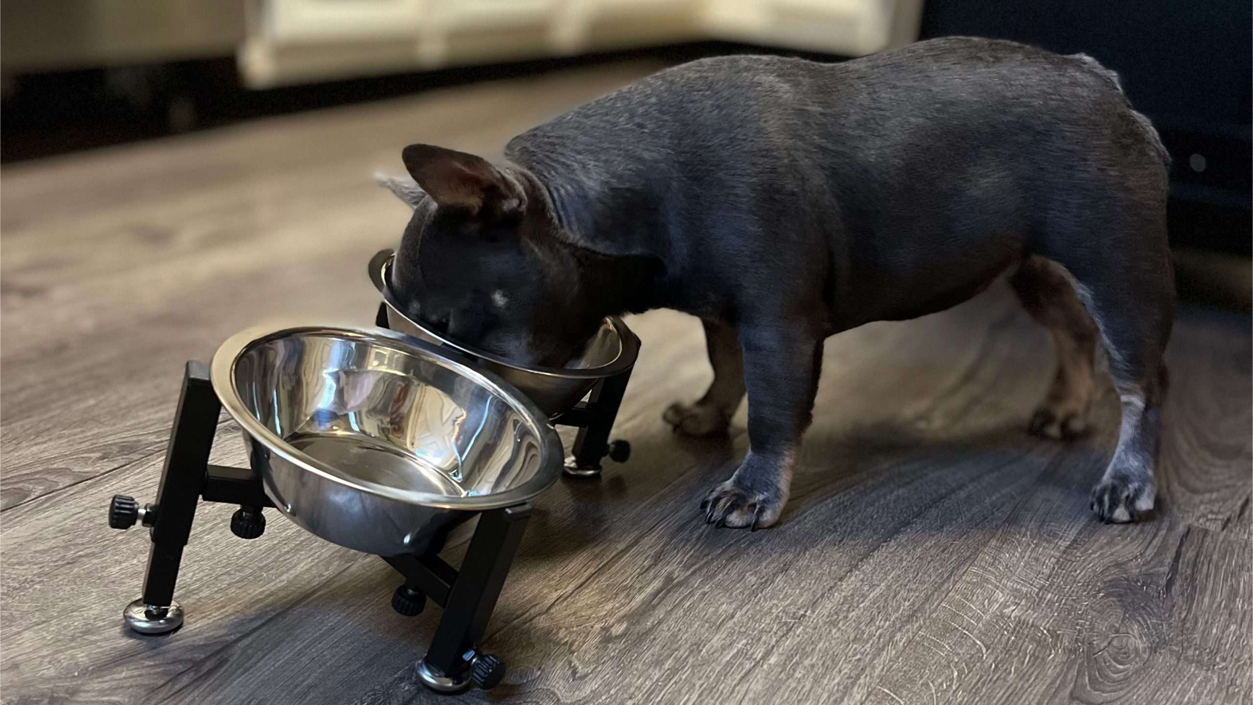 French Bulldog Eating out of slanted bowls