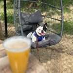 can dogs drink alcohol