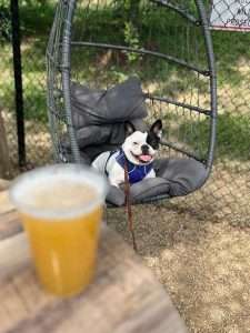 can dogs drink alcohol