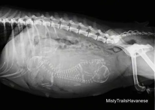 Pregnancy X ray, x-ray for counting puppies