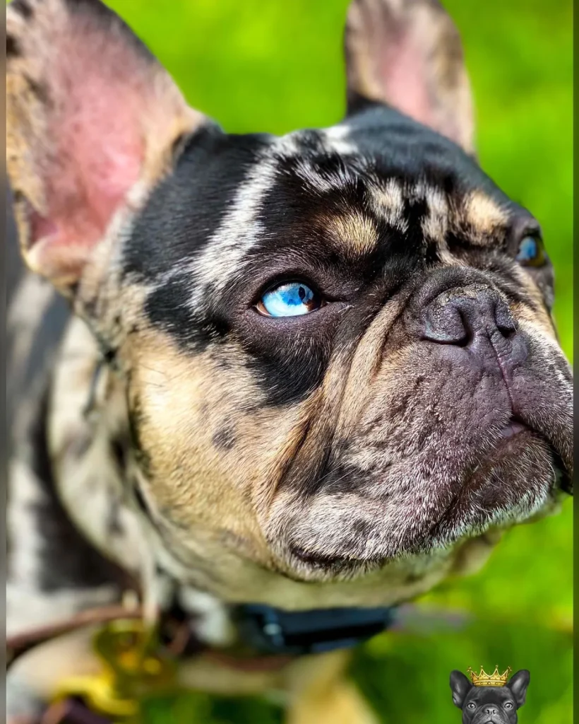 french bulldogs with down syndrome