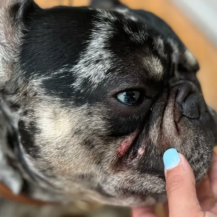 French bulldog tear stains and allergies