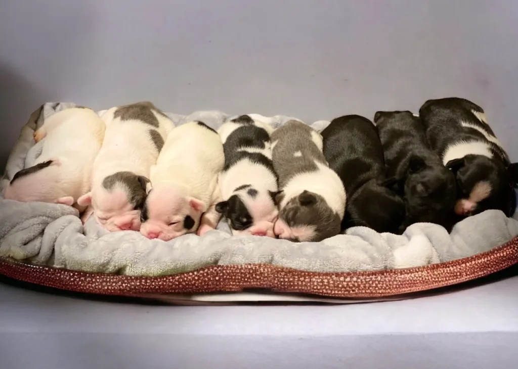 whelping puppies
