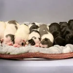 how many puppies do french bulldogs have