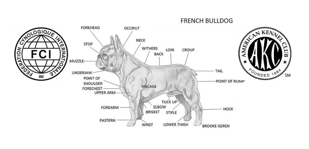 French Bulldog Breed Standards Chart