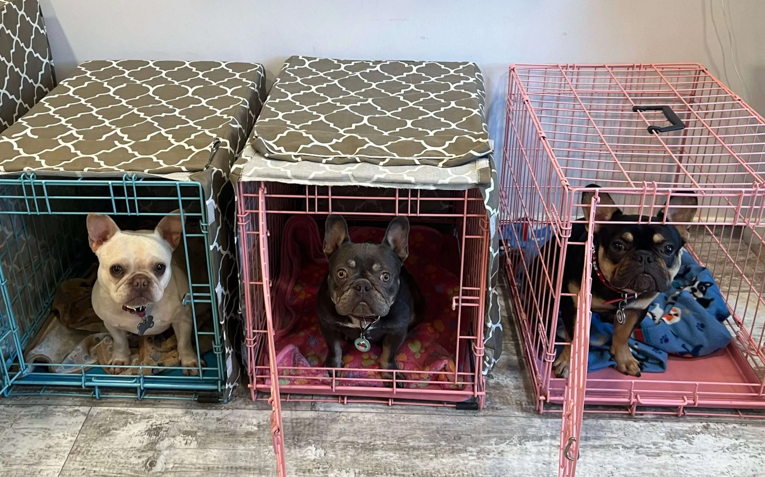 French Bulldog Crate Training Anxiety in dogs
