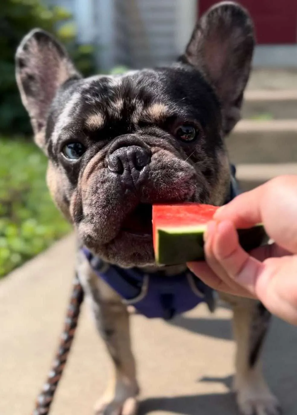 Can french bulldogs eat watermelon