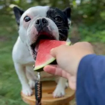 can french bulldogs eat watermelon how dogs drink water