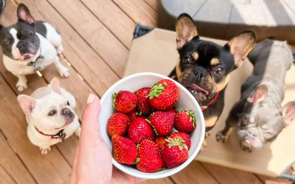 French bulldogs strawberries