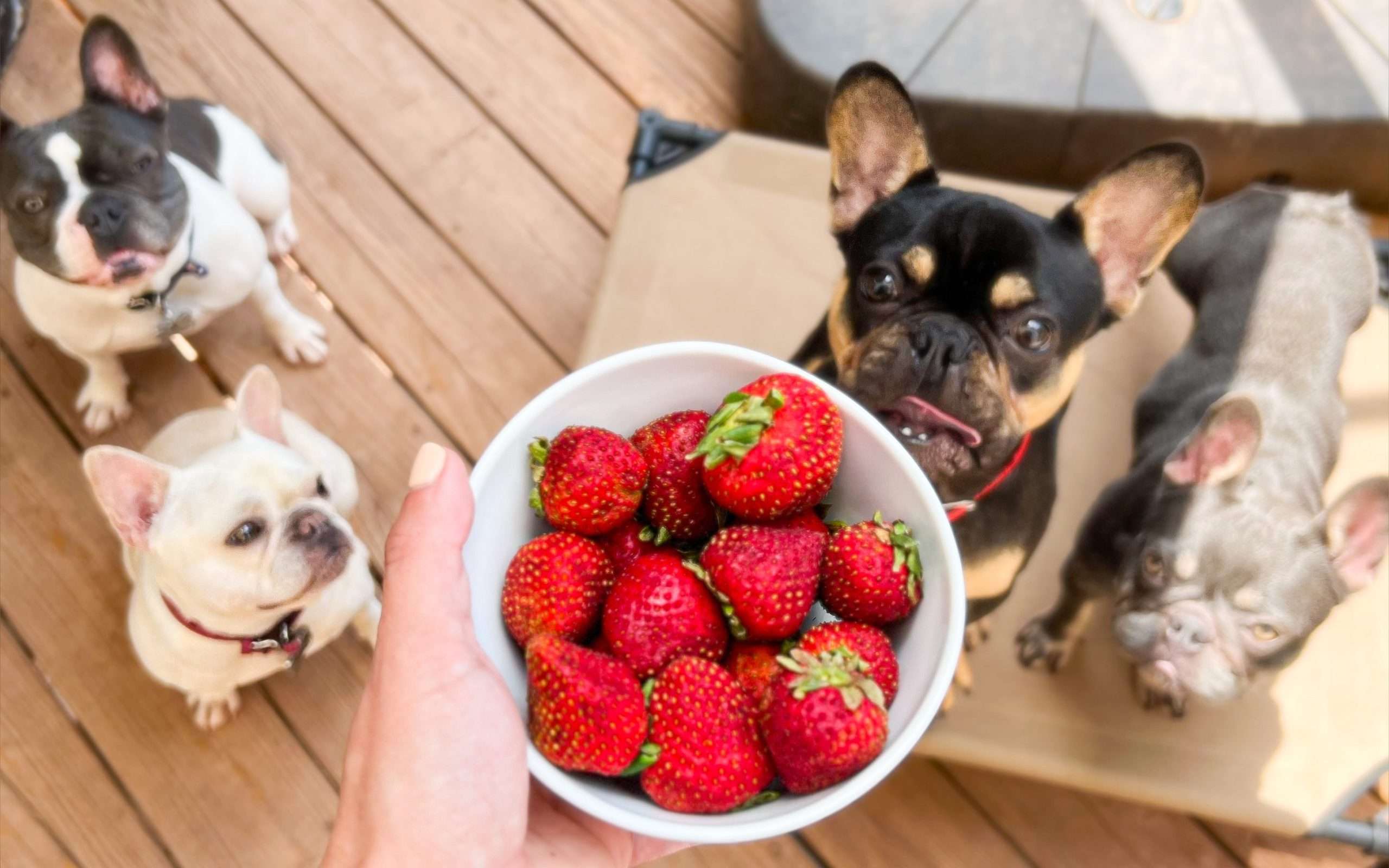 French bulldogs eat strawberries