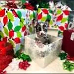 French Bulldog Christmas Decorations holiday safety tips for dog owners