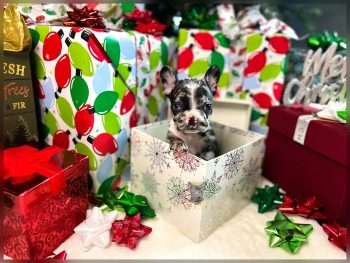French Bulldog Christmas Decorations holiday safety tips for dog owners