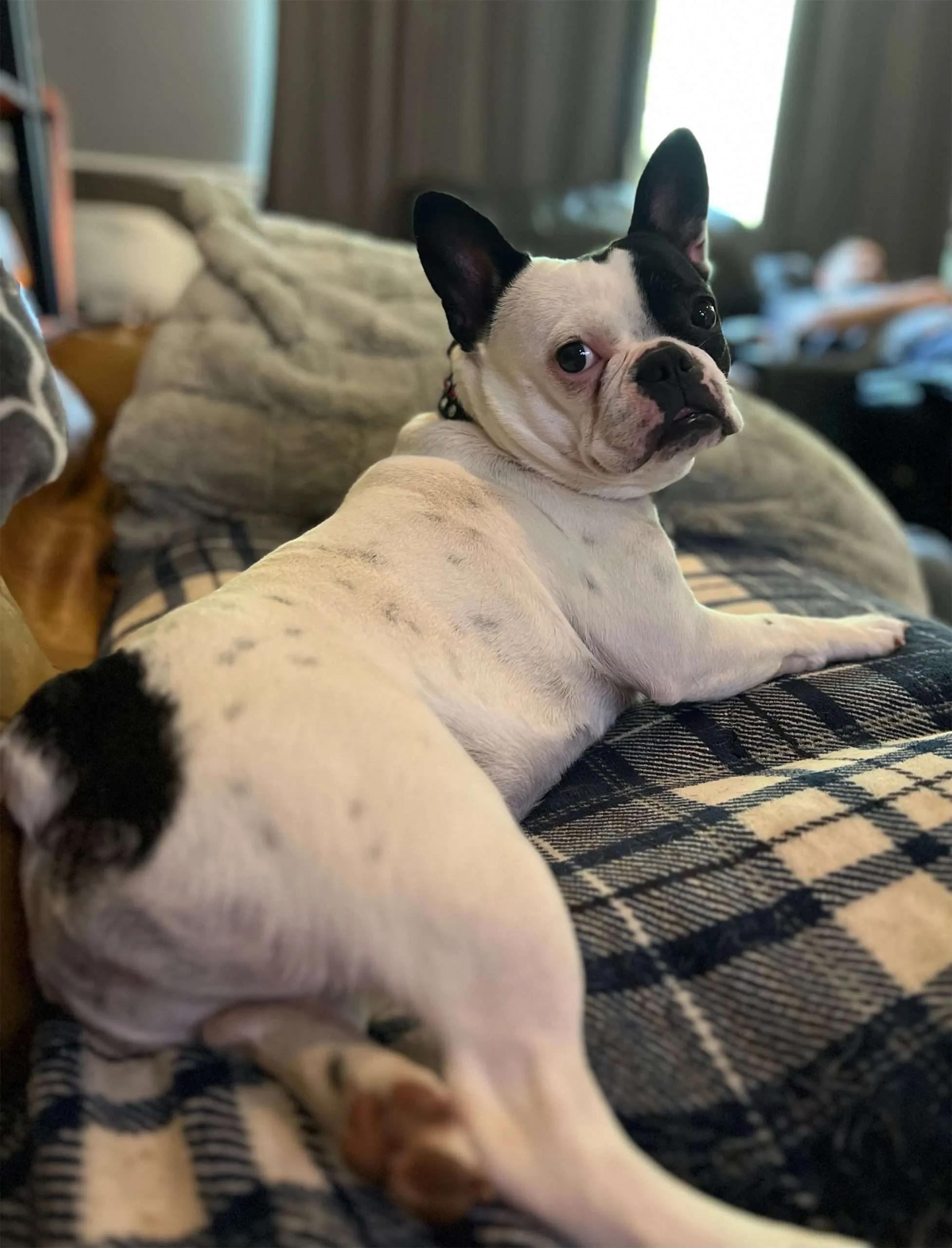 Why is My French Bulldog So Tall  : Unveiling the Mystery
