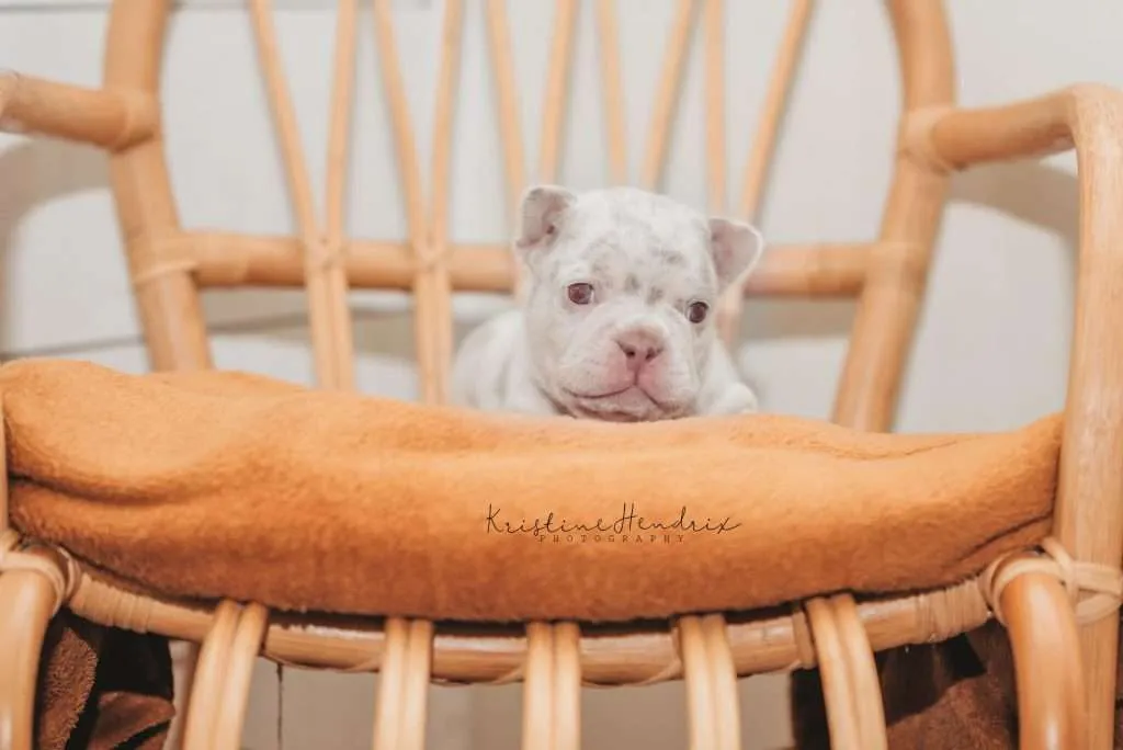 New Shade Isabella Merle French Bulldog Puppy