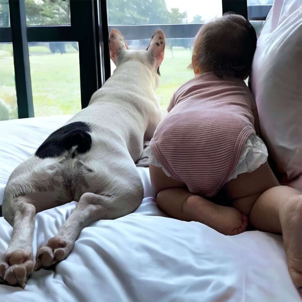 french bulldog with kids