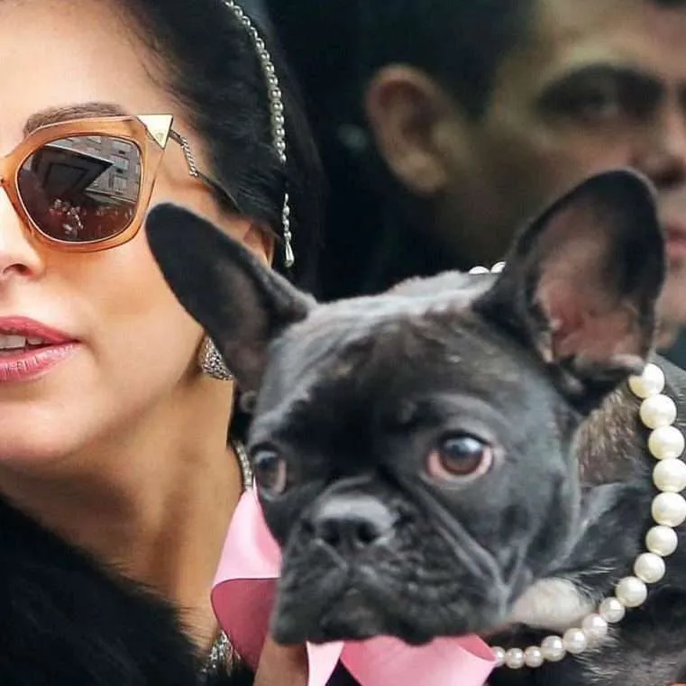 Lady Gaga French bulldog
