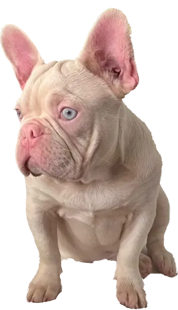 how much is a pink french bulldog?