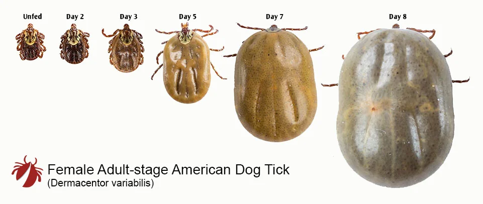 Are Dog Ticks Dangerous