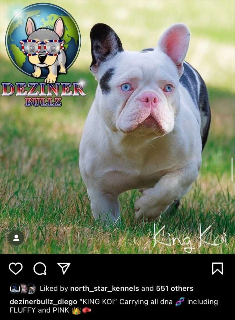 Husky Koi French Bulldog