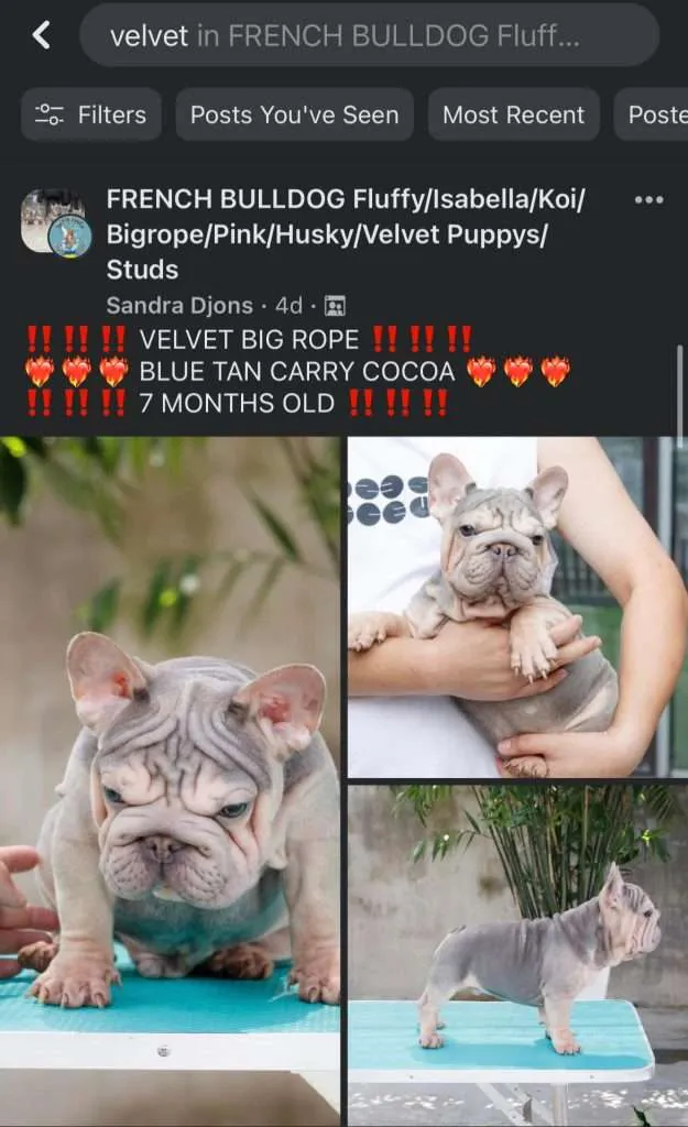 Velvet French Bulldog 