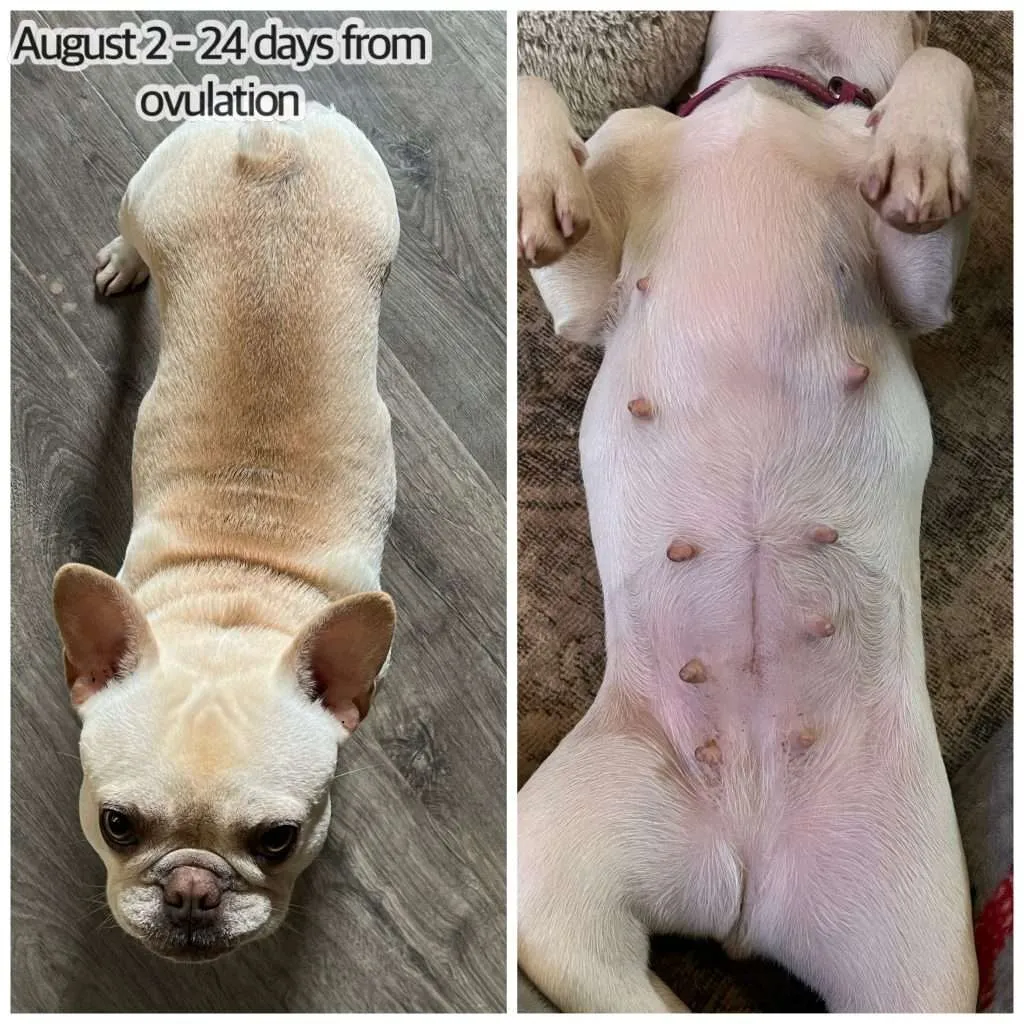 french bulldog pregnancy stages