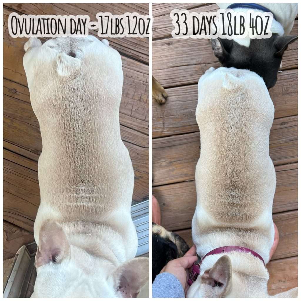French Bulldog Pregnancy stages