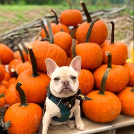 Why Autumn is the Best Season for Dog Training: A Fall Guide for Your Pooch