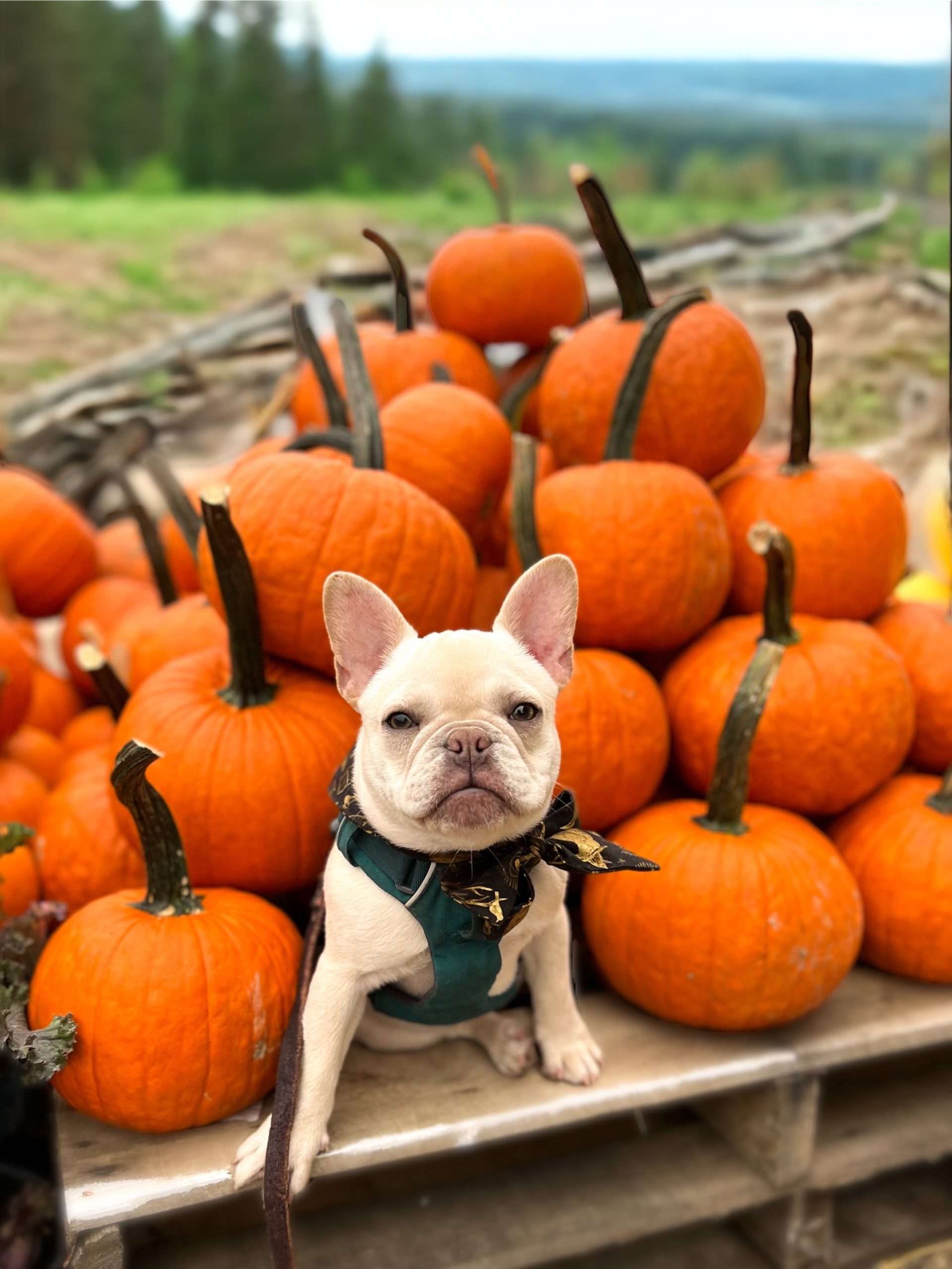 autumn is the best season for dog training