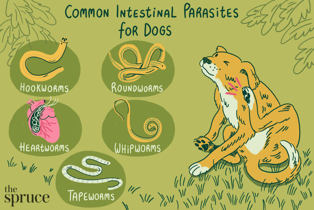 are dog worms contagious 