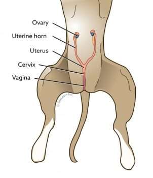 The Benefits and Risks of Spaying or Neutering Your Dog