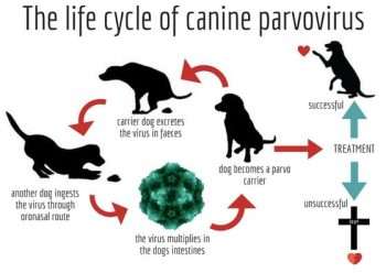 how dogs get parvo