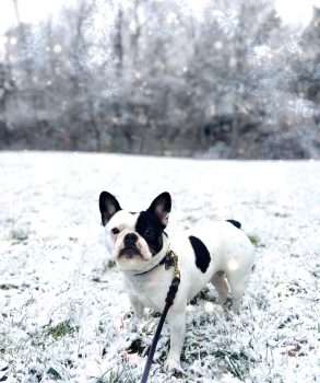 Keeping Your Dog Active and Healthy During Winter
