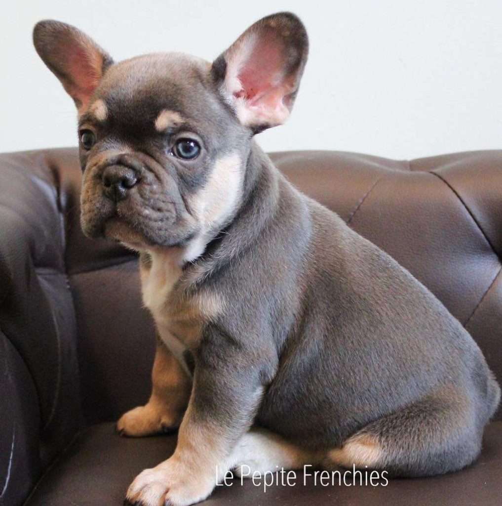 Blue And Lilac French Bulldogs - Alluring Glimmer Of Silver | Le Pepite ...