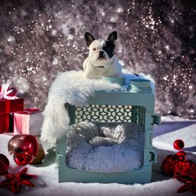 Dog Christmas Gifts: Stocking Stuffers, Toys, and Treats – 20 Paw-fectly Awesome Ideas! (and more)