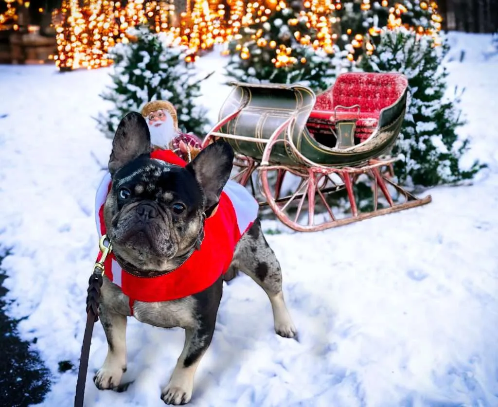 Holiday Traditions to Do with Your Dog