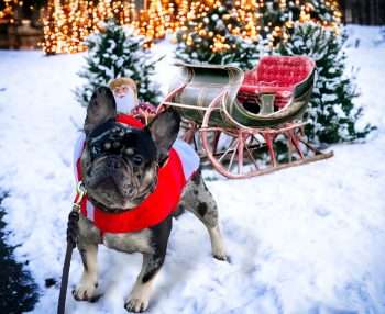 Holiday Traditions to Share with Your Dog