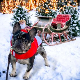 Holiday Traditions to Do with Your Dog: Fun and Festive 2023!