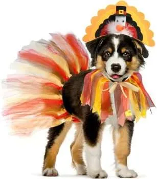 Thanksgiving Dog Costumes