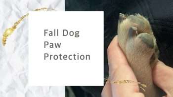 fall dog paw protection