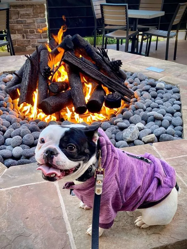 fireplace safety for pets