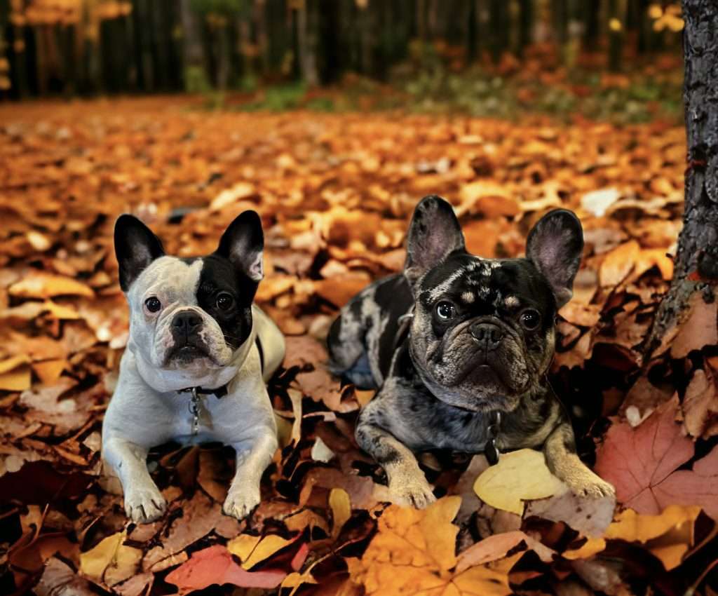 Why Dogs Love Leaf Piles