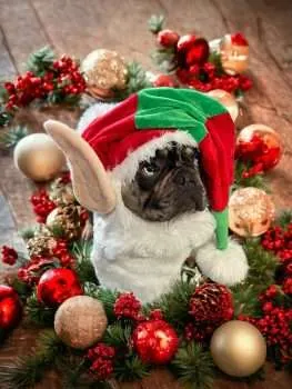 Christmas Costumes for Dogs