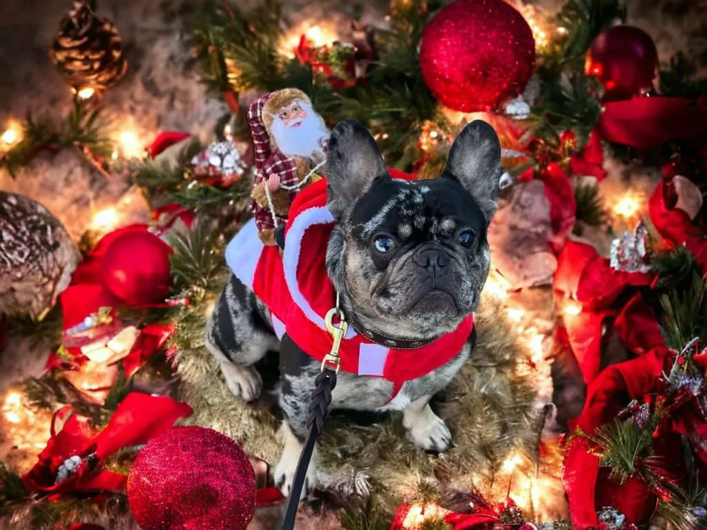 Holiday Traditions to Do with Your Dog