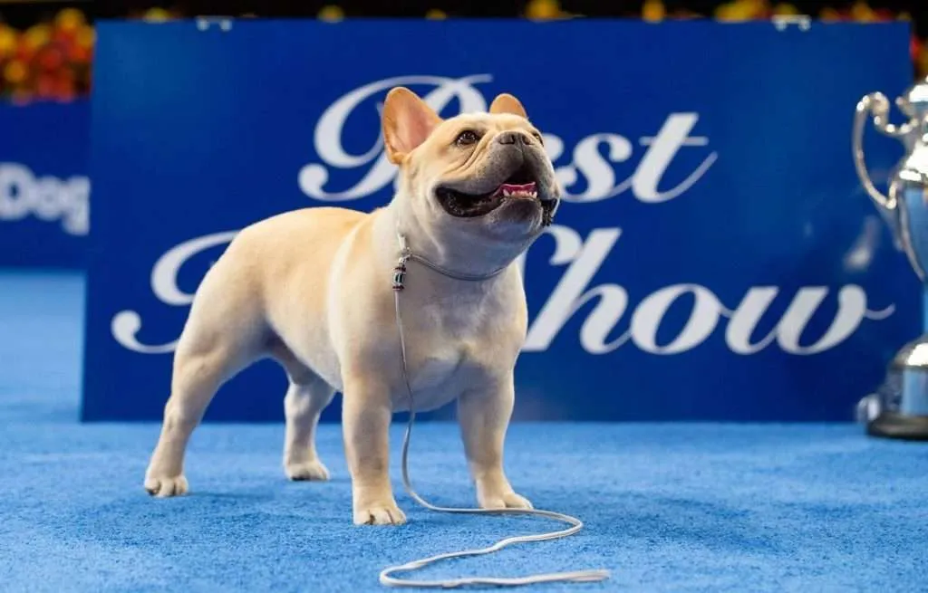 Where to Watch Thanksgiving Dog Show