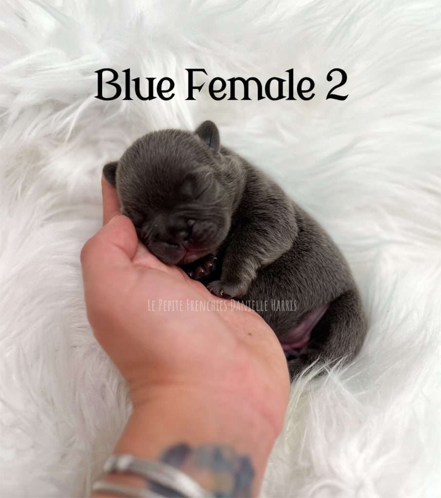 french bulldog puppies for sale near me